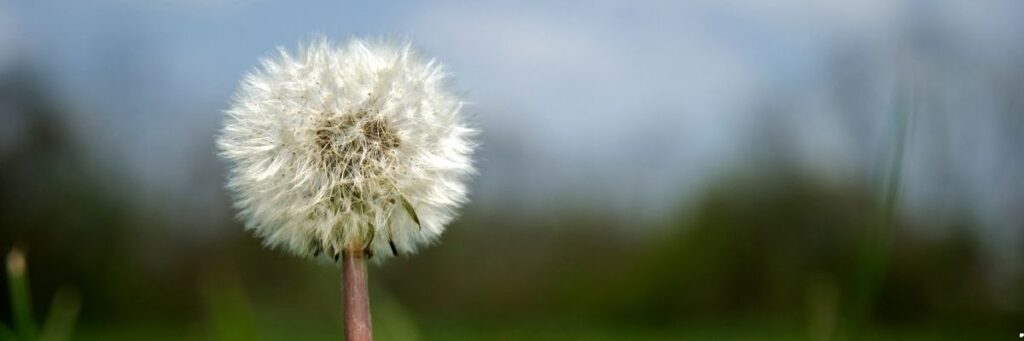 Hayatı Sadeleştirerek Daha Fazla Mutluluk Mümkün mü